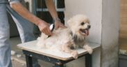 Preventive grooming for high maintenance dog breeds