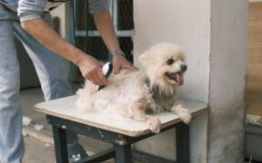 Preventive grooming for high maintenance dog breeds