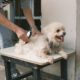 Preventive grooming for high maintenance dog breeds