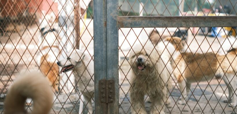 How often dogs need rabies boosters safe overview