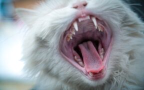 Pawing at mouth behaviour in pets