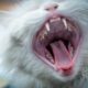Pawing at mouth behaviour in pets