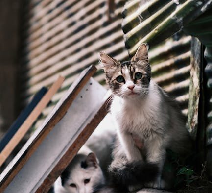 Supplements for immune resilience in shelter cats