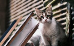 Urine with debris pets