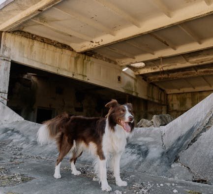 Dog thickened rough tail skin symptoms