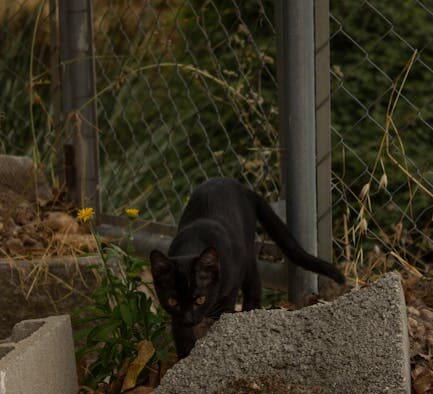 Snorting attacks cat