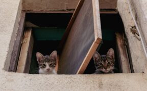 Cats reacting to outside noises