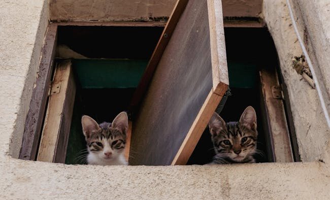 Cats reacting to outside noises