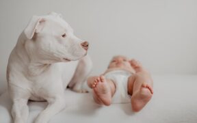 Supplements for calm introduction of new pets dogs