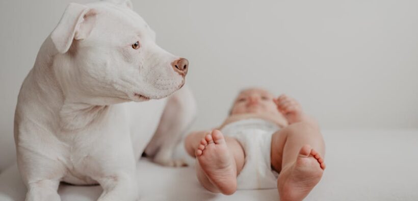 Supplements for calm introduction of new pets dogs