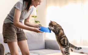 Feeding guide for cats during training