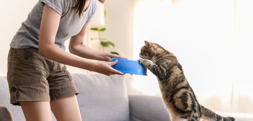 Feeding guide for cats during training