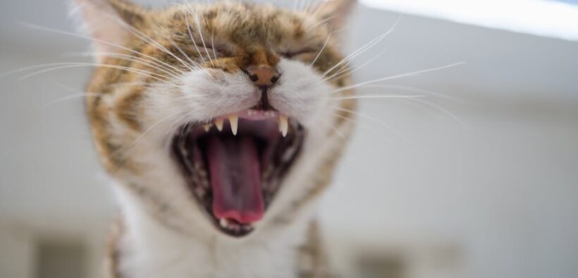 Open mouth breathing cat