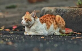 Outdoor cat vaccination guide essential protections