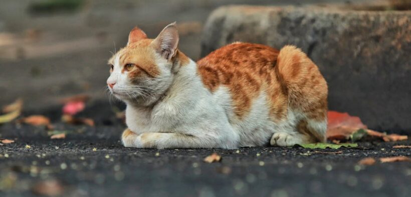 Outdoor cat vaccination guide essential protections
