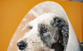 Dog head tilt signs causes and urgent vet care