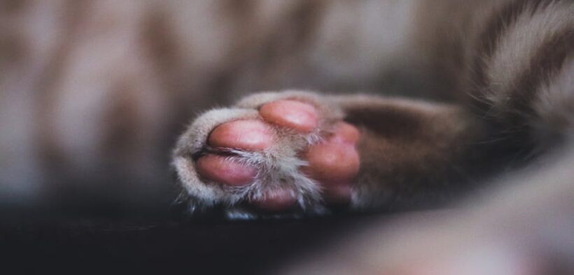 Cat thickened paw pads early signs possible causes