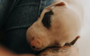 Dog peeling skin on paws symptoms and possible causes