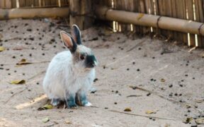 Pet unable to urinate