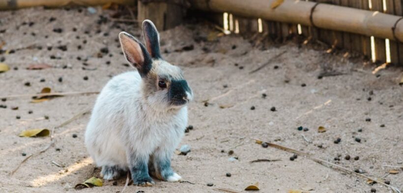 Pet hunched during urination
