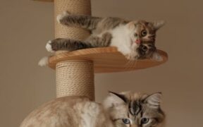 Basic training for cats in multi cat homes