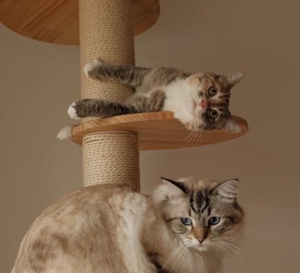 Basic training for cats in multi cat homes