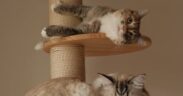 Vaccination essentials for cats in multi level homes
