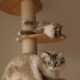 Vaccination essentials for cats in multi level homes