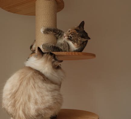 Preventing destructive scratching in cats enrichment basics