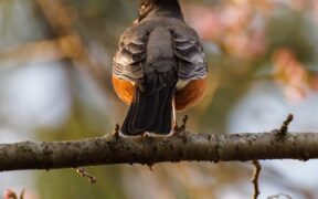 Urination with tail twitching