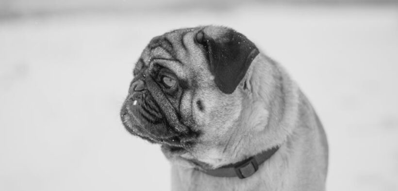 Supplements for joint comfort in cold weather dogs