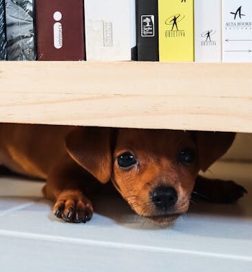 Dog hot paws causes symptoms and safety tips