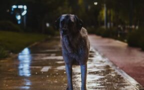 Dogs Reacting During Night Noises