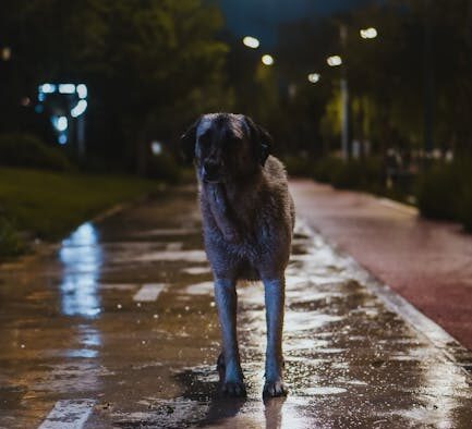 Dogs Reacting During Night Noises