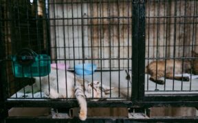 Supplements for rescue cats with unknown history