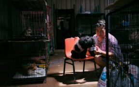 Mixed feeding guide for cats