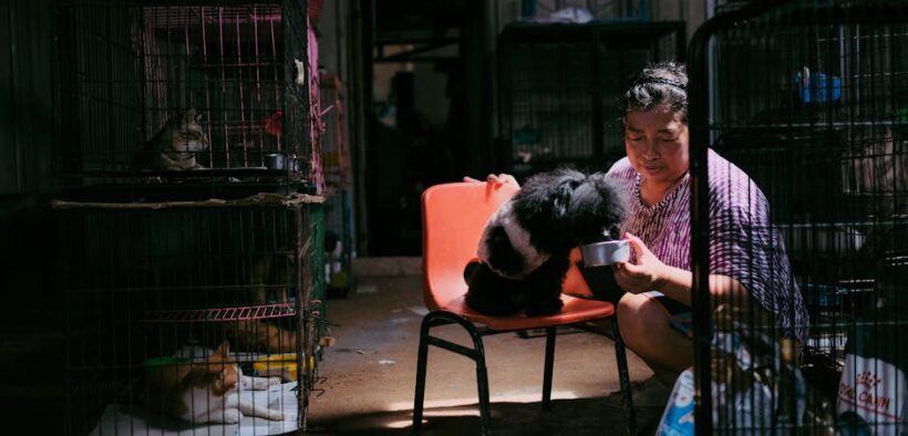 Mixed feeding guide for cats