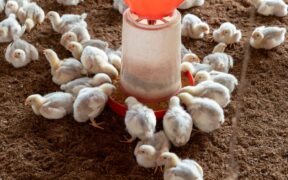 Feeding guide for raw diet cats