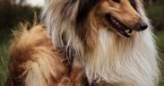 How to prevent matting in long haired dogs