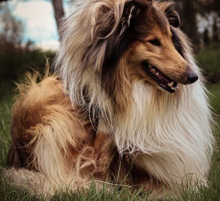 How to prevent matting in long haired dogs
