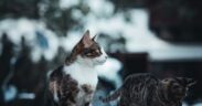 How to prepare pets for seasonal weather changes