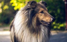 Coat Maintenance for Long Coated Pets