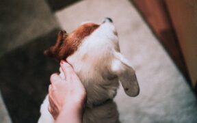 Ear mites in dogs home care and when it is an emergency