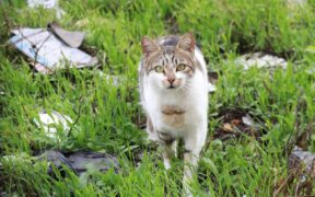 Cat digestive upset after hunting small animals