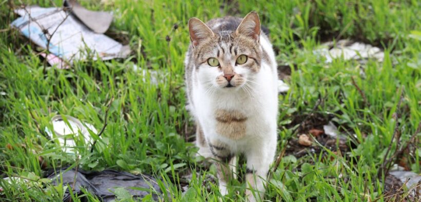 Cat digestive upset after hunting small animals