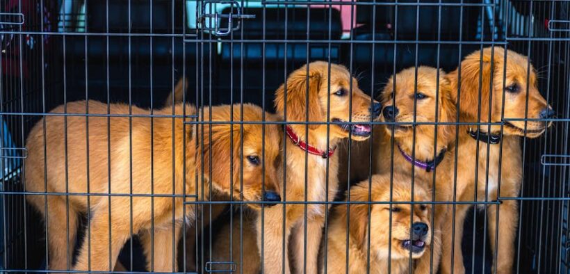 Pen training for puppies