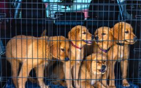 Training sessions for young puppies