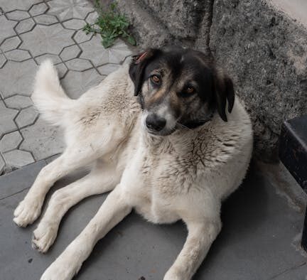 Supplements for calm behavior in nervous cats