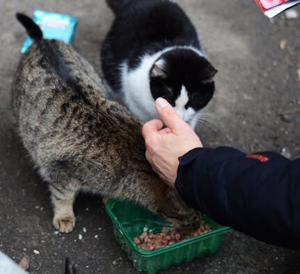 Feeding guide for shy rescue cats