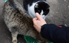 Feeding guide for rescue cats